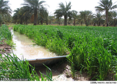 چرا حق‌آبه سالانه کشاورزی خوزستان محقق نشده است؟