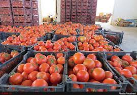 تعرفه‌های صادراتی سنگین “پیاز و گوجه فرنگی” نفس کشاورزان را بریده است‌
