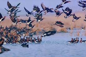 آذربایجان‌غربی کریدوری امن برای پرندگان مهاجر