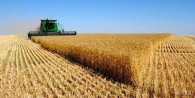 خرید توافقی ۳۴ هزار تن انواع محصولات کشاورزی در استان مرکزی