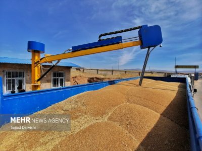 افزایش ۳۰ درصدی خرید گندم در ۳ استان ساحلی شمال کشور