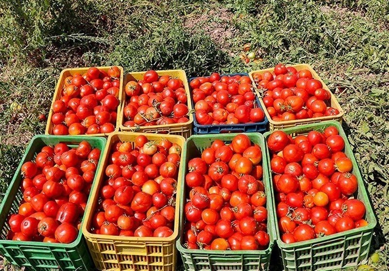 برداشت ۴۰۰ هزار تن گوجه‌فرنگی از مزارع استان بوشهر