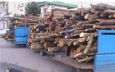 کشف و ضبط ۵۰۰ کیلوگرم چوب قاچاق در شهرستان نور