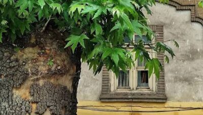 ماجرای فروش تنه چنار ۸۰۰ ساله روستای زگلیک اهر چه بود؟